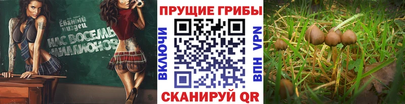 Псилоцибиновые грибы мицелий  Геленджик 
